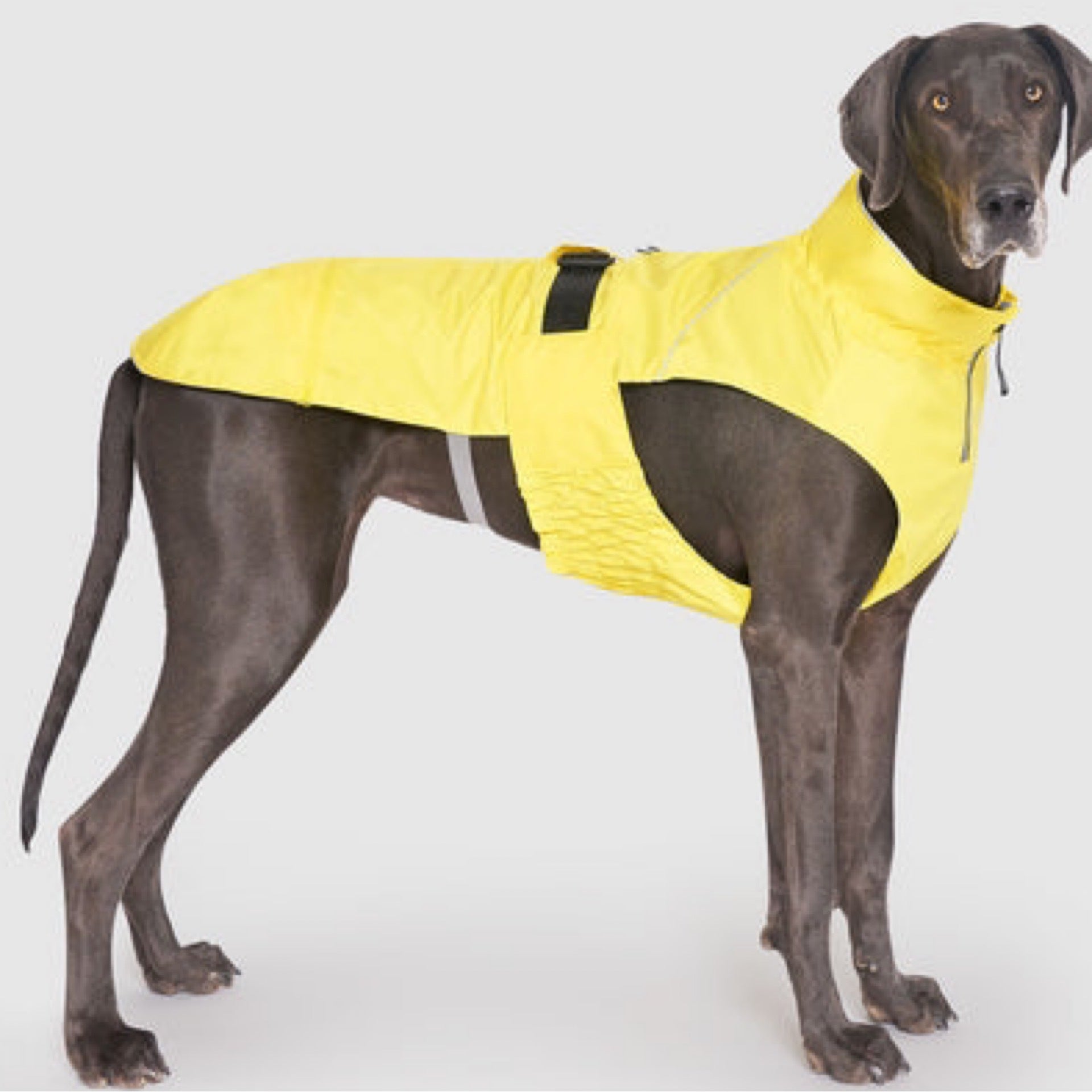 Dog raincoat online clearance